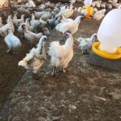 Gà ác thuần hậu bị
